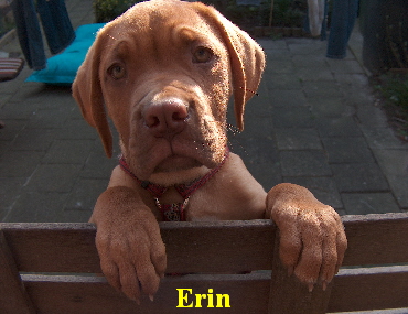 Honden