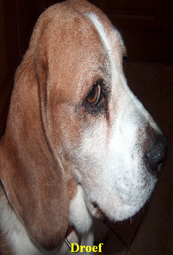 Honden