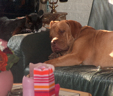 Honden