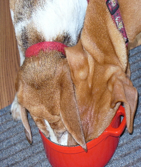 Honden