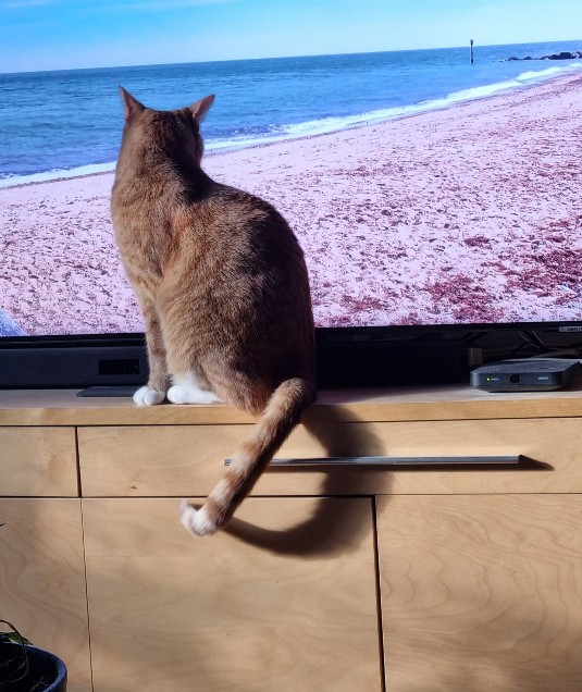 Katten