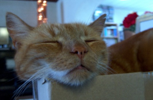 Katten