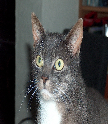 Katten